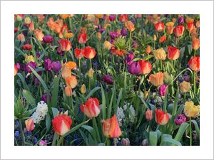 tulpen in verschillende kleuren, bloemenvelden, lisse