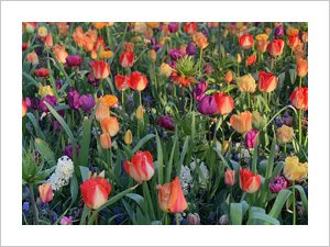 Tulpen Landrover Tour, Blumenfelder, Lisse, buntes Blumenfeld