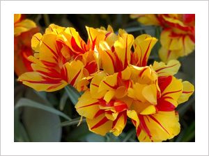 yellow red tulip, extraordinary flower, Lisse, nature photo