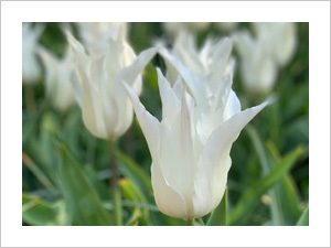 witte tulpen, bloemenvelden lisse