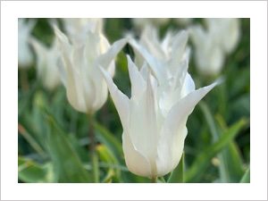 Blumenfelder, Tulpen Landrover Tour, weiße Tulpe