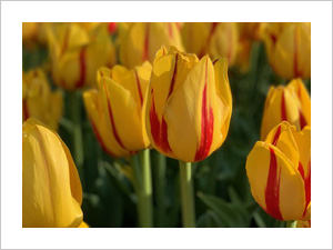 04-kader-kl gele tulpen met rode details