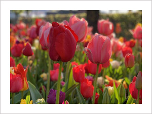 Tulip Landrover Tour viewpoint, Flowers, Lisse, Pink tulips