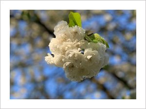 white cherry blossom, flower, spring, tulip landrover tour