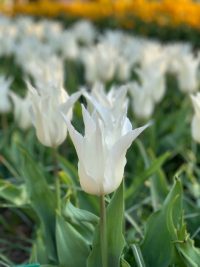 witte tulpen in veld Lisse