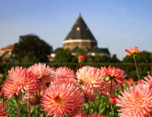 Everything About Dahlias: Where, When and How to See Them