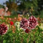 dahlia bloem