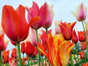 tulpen, felle kleuren, roze rood geel