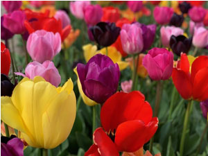 tulpen in felle kleuren