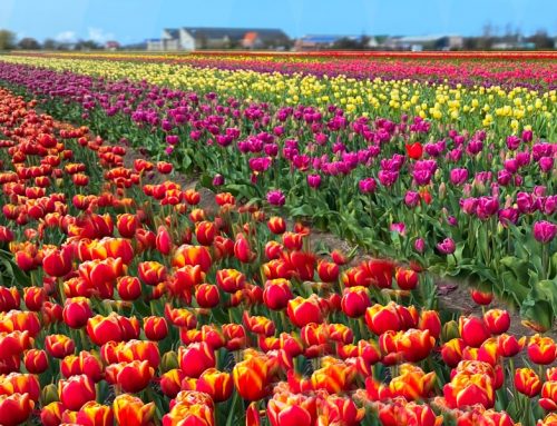 What to expect when cycling along with Tulip Bicycle Tour