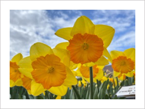 oranje tulpenveld in Lisse, viewpoint tulip bicycle tour, 