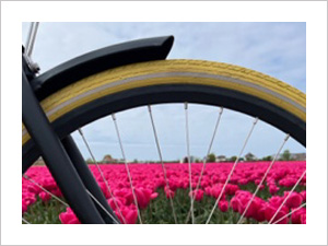 fiets bij roze tulpenveld in Lisse