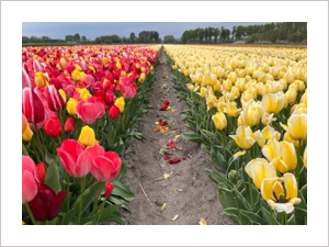 tulip fields, pink and yellow flower fields, Lisse, near keukenhof, guided tour viewpoint