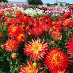 rode dahlia bloemen