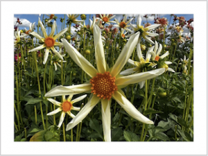 dahlia bloem, paars en roze 