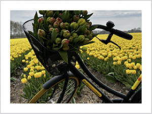 gele tulpen in bloemenveld, fiets 