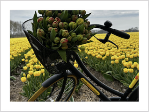 gele en rode tulpen, lisse, fietstour langs bloemenvelden, viewpoint