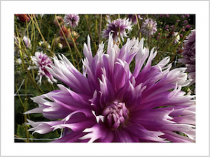 paarse dahliabloem, lisse, bollenstreek, kleurrijke bloemen