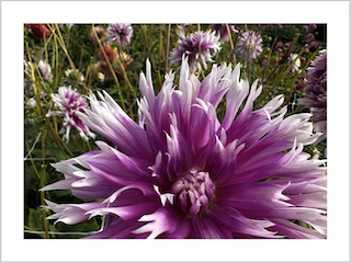 dahlia's paars roze bloemenvelden lisse