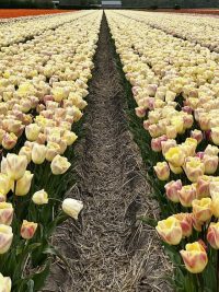 gele tulpen in bloemenveld, Lisse, Bollenstreek