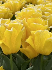 close up flower picture yellow tulip