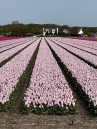 pink tulip field in Lisse, beautiful flower fields