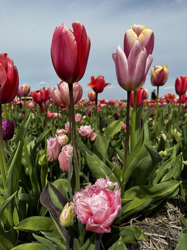 beautiful flowers, tulips, Lisse, bollenstreek