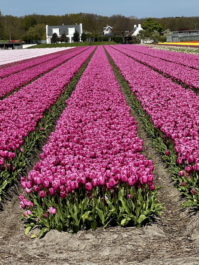viewpoint during tulip bicycle tour, purple tulip field