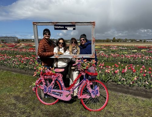 Explore the Surrounding Tulip Fields of Keukenhof with a Small Group Bicycle Tour