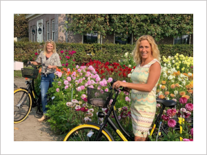 paarse dahliabloem, lisse, bollenstreek, kleurrijke bloemen